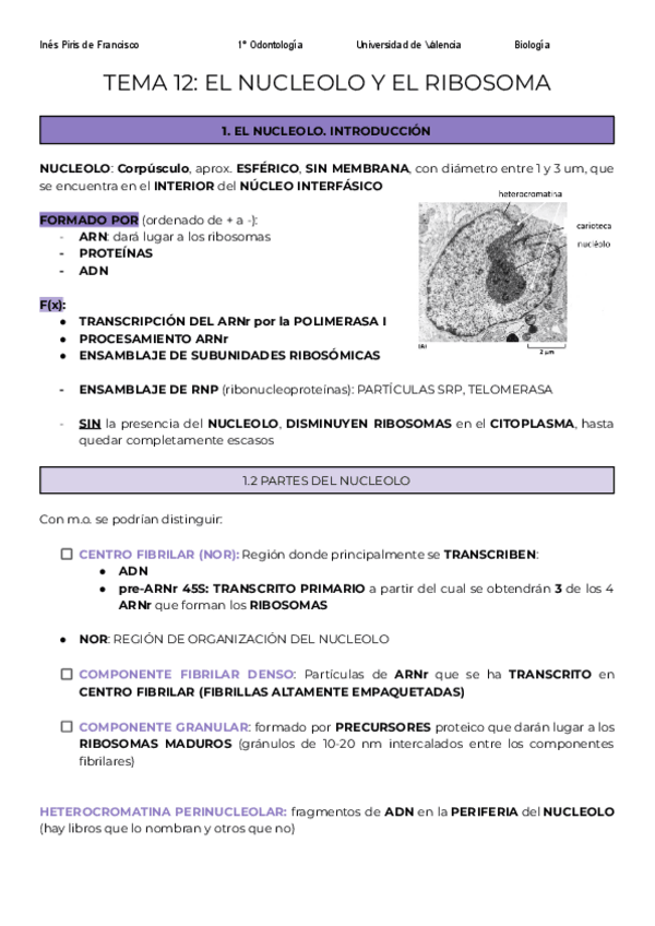 Miniatura del documento TEMA-12-NUCLEOLO-Y-RIBOSOMAS.pdf