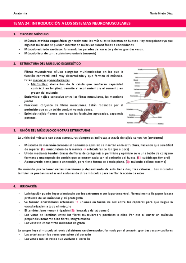 Miniatura del documento TEMA-24-Introduccion-a-los-sistemas-neuromusculares.pdf
