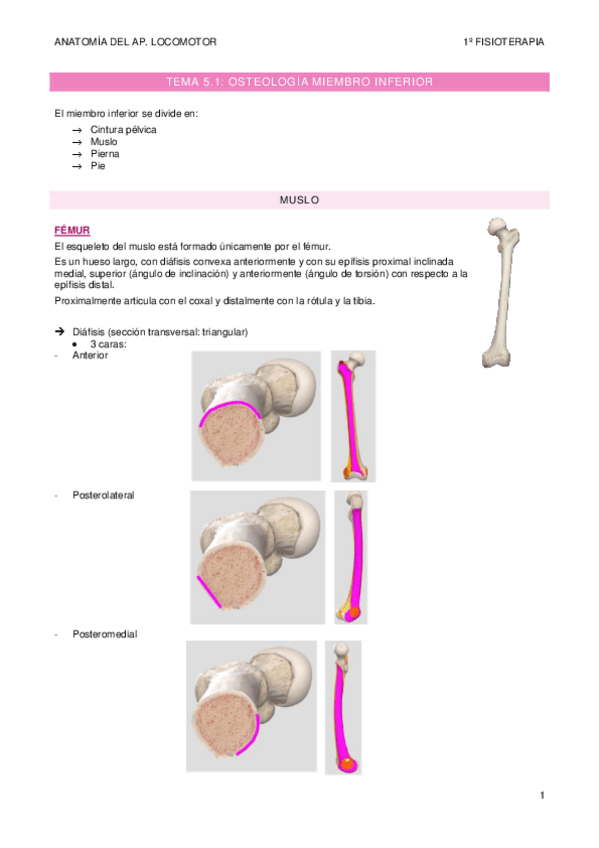 Miniatura del documento TEMA-5-osteologia-miembro-inf.pdf