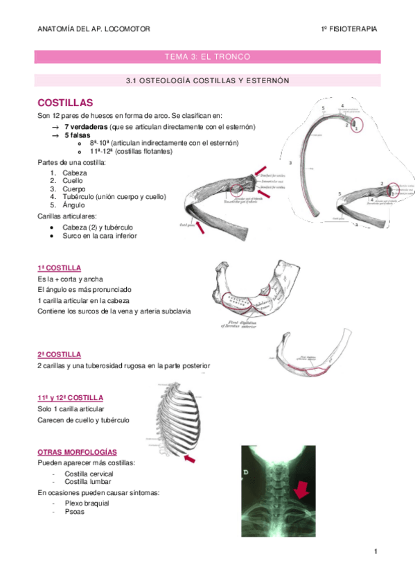 Miniatura del documento TEMA-3.pdf