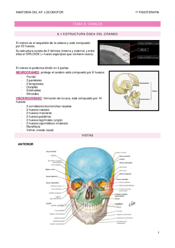 Miniatura del documento TEMA-6-craneo.pdf