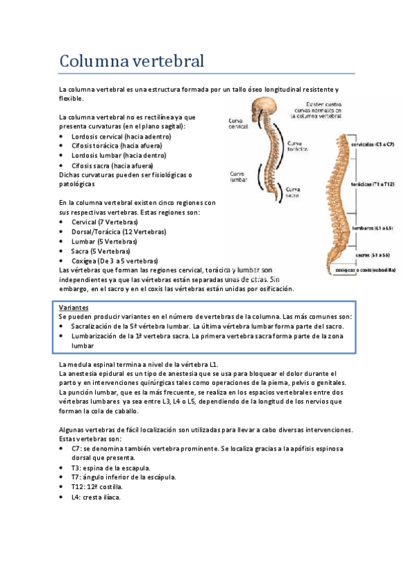 Miniatura del documento Columna vertebral.pdf