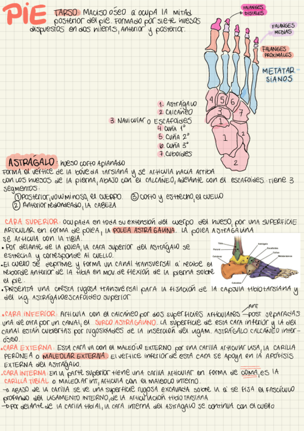 Miniatura del documento Tp-10Pie.pdf