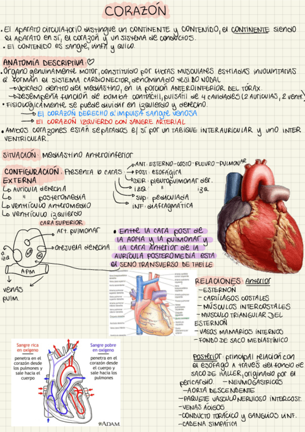 Miniatura del documento Tp-30-31Corazon-love.pdf