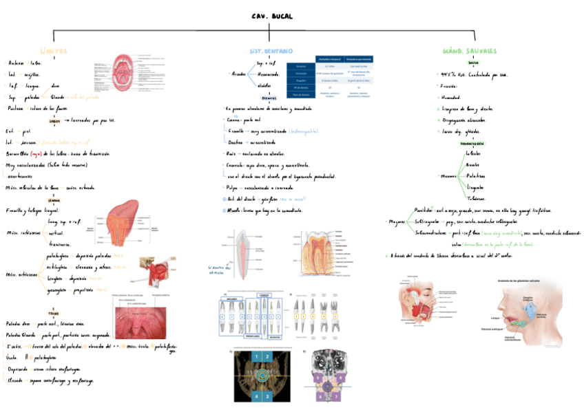 Miniatura del documento T13-Cav-Bucal.pdf