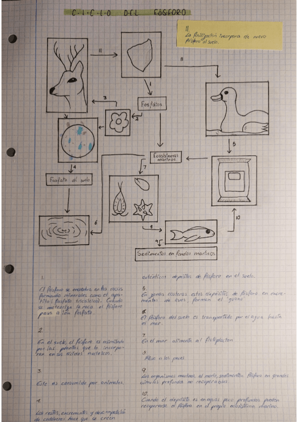 Miniatura del documento Ciclo-del-fosforo.pdf