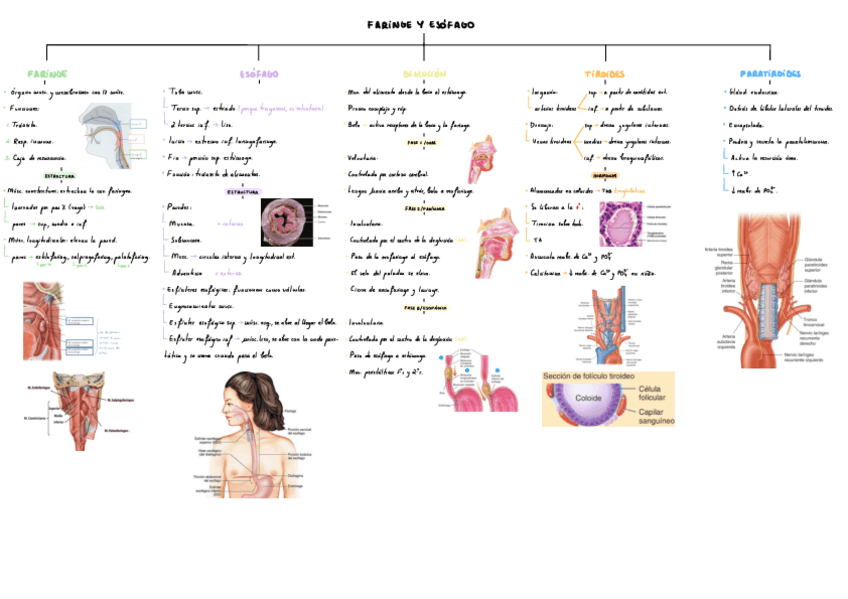 Miniatura del documento T14-Faringe-Y-Esofago.pdf
