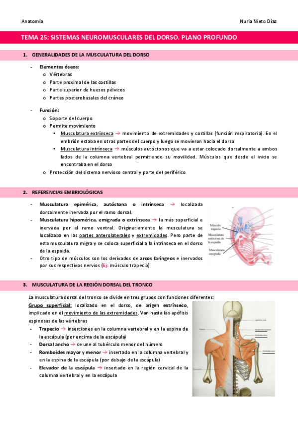 Miniatura del documento TEMA-25-Sistemas-neuromusculares-del-dorso.pdf