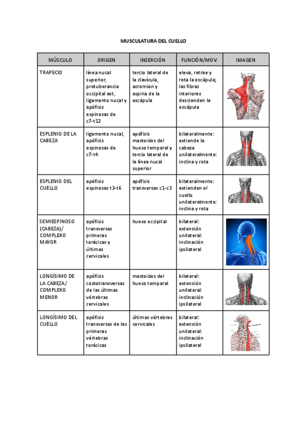 Miniatura del documento MUSCULATURA-DEL-CUELLO.pdf