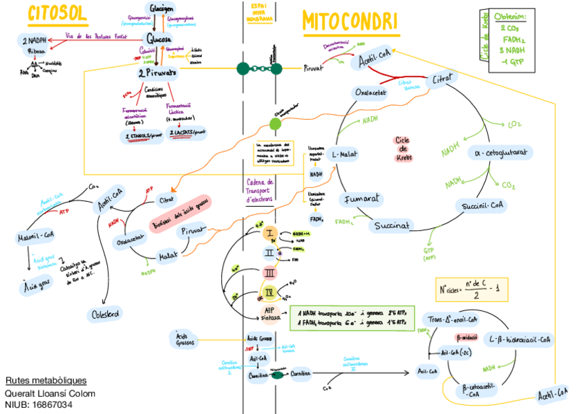 Miniatura del documento Rutes-metaboliques.pdf
