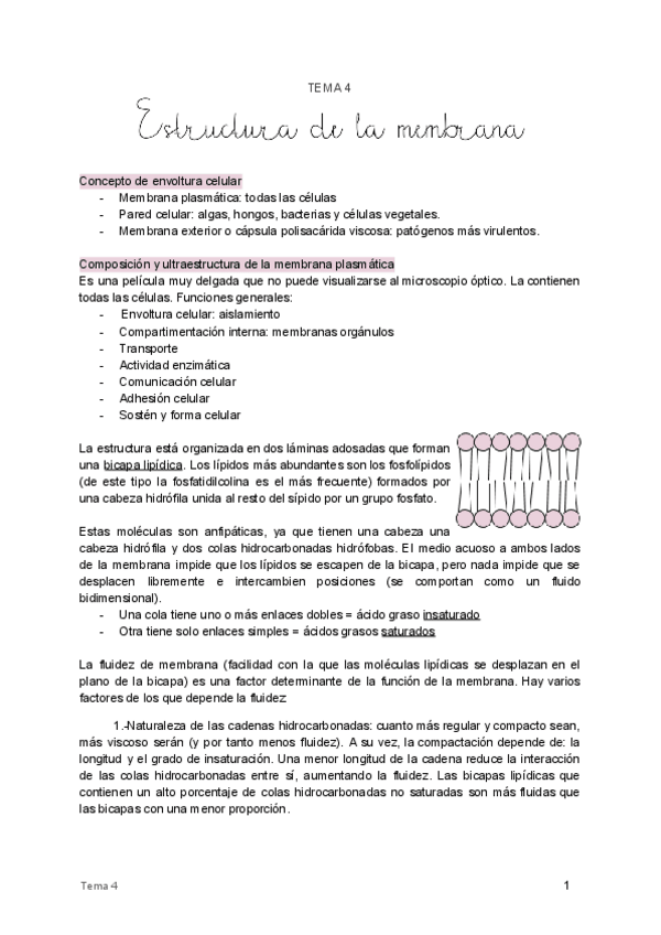 Miniatura del documento 4. Estructura de membrana