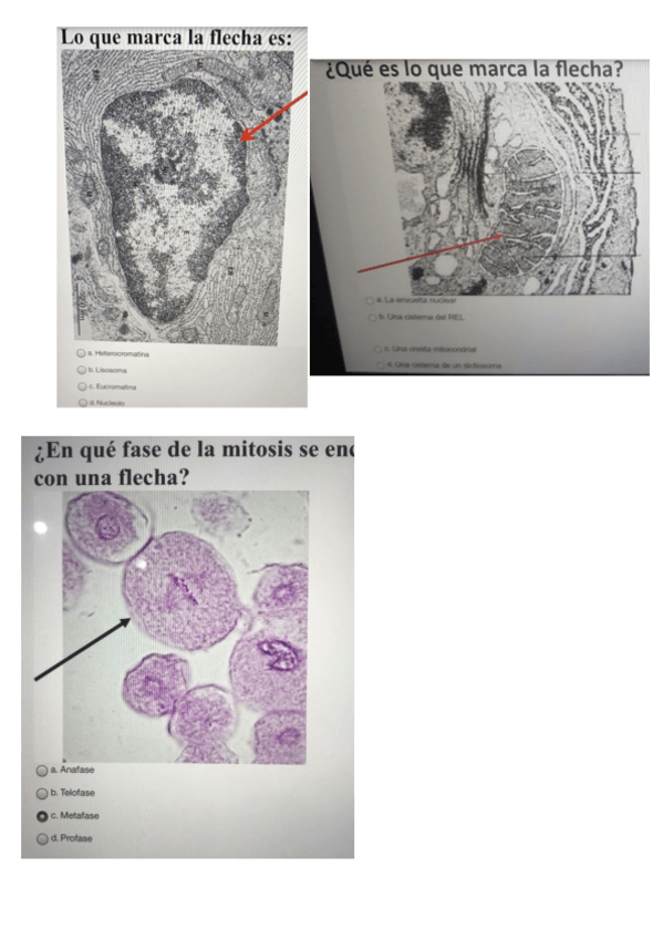 Miniatura del documento Prueba-De-Imagenes-.pdf