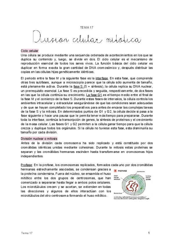 Miniatura del documento 17. División celular mitótica