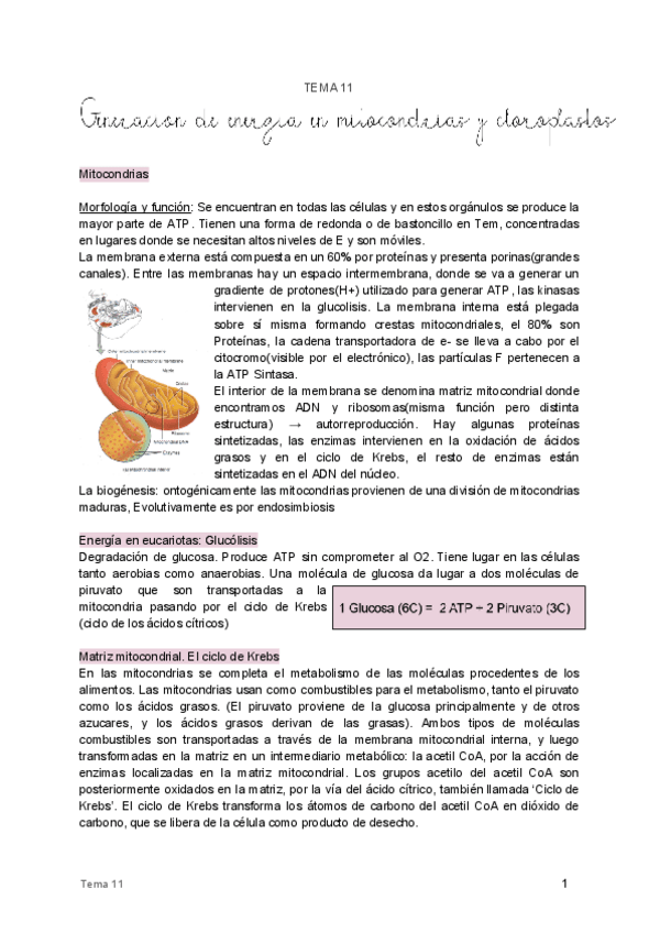 Miniatura del documento 11.pdf