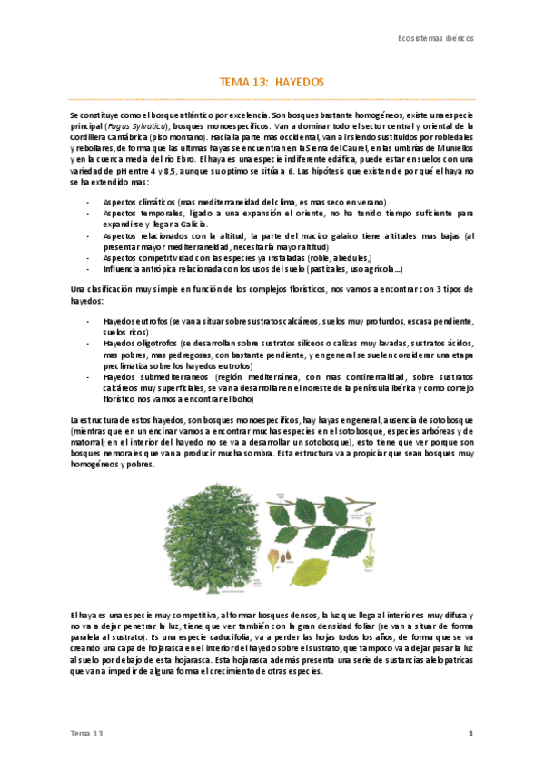 Miniatura del documento Tema-13-Ecos-.pdf
