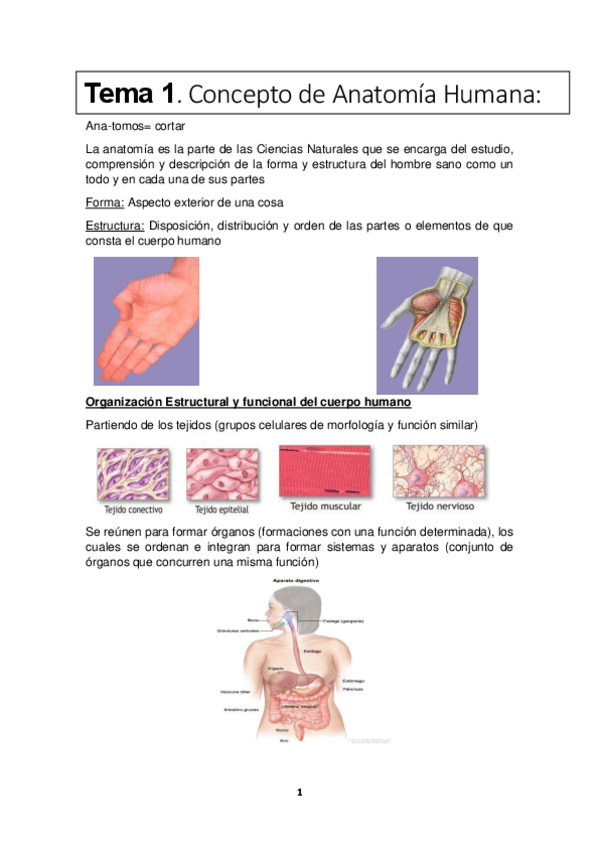 Miniatura del documento Apuntes-de-anatomia-primer-parcial.pdf