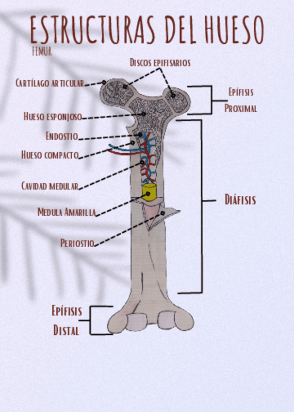 Miniatura del documento ESTRUCTURAS-DEL-HUESO.pdf