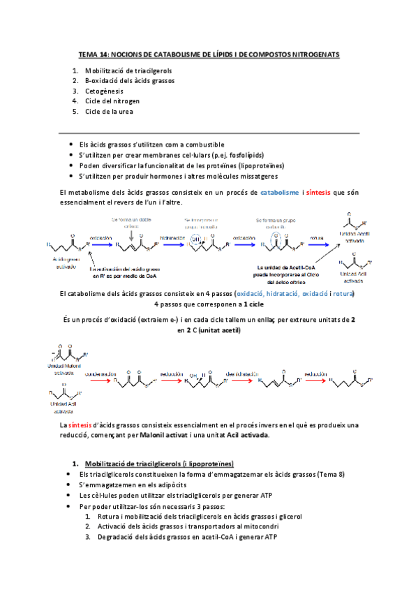 Miniatura del documento T.14 Cat de lípids i comp Nitro