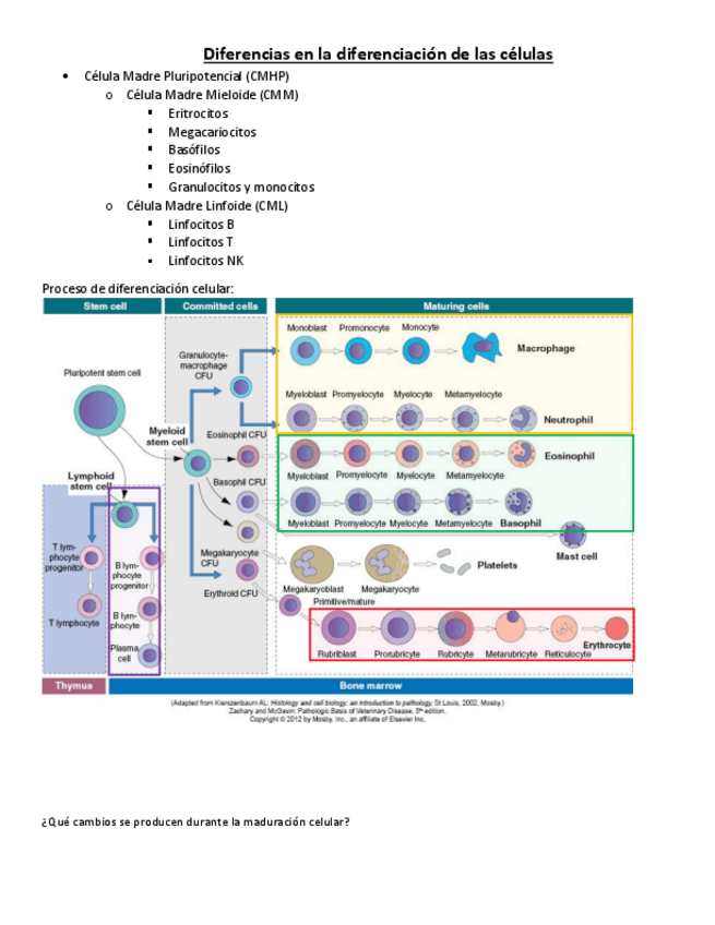 Miniatura del documento Diferencias-cellulas-Histologia-enero.pdf