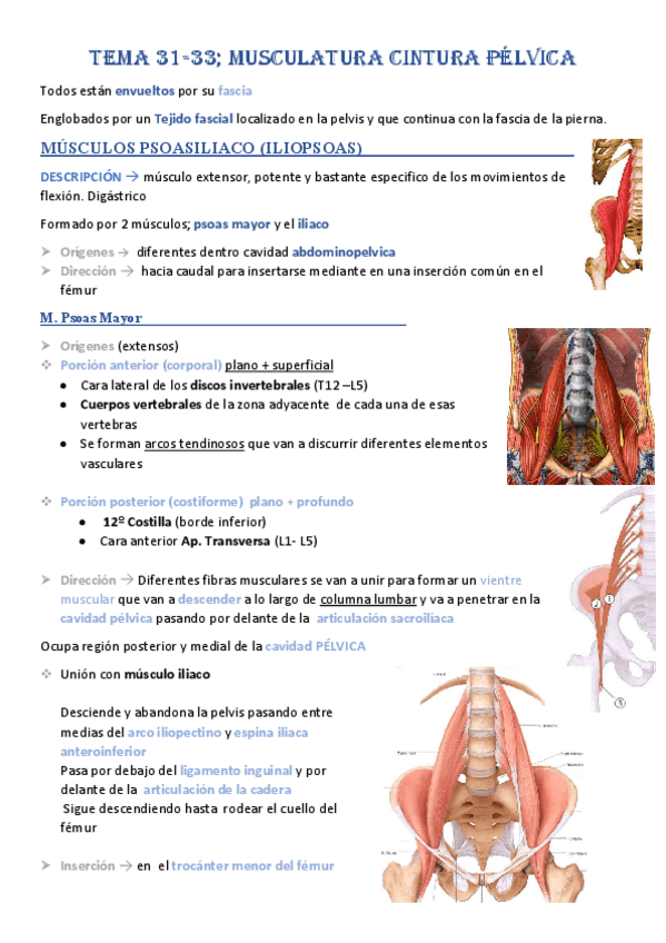 Miniatura del documento Tema-31-32-33-Musculatura-cintura-pelvica.pdf