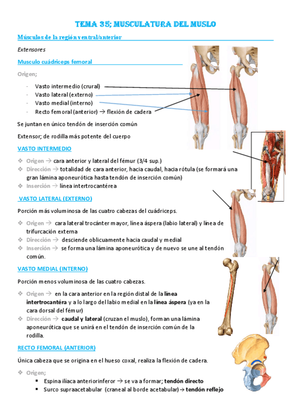 Miniatura del documento Tema-35-Musculatura-del-muslo.pdf