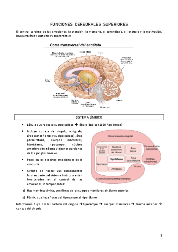 Miniatura del documento FUNCIONES-CEREBRALES-SUPERIORES.pdf