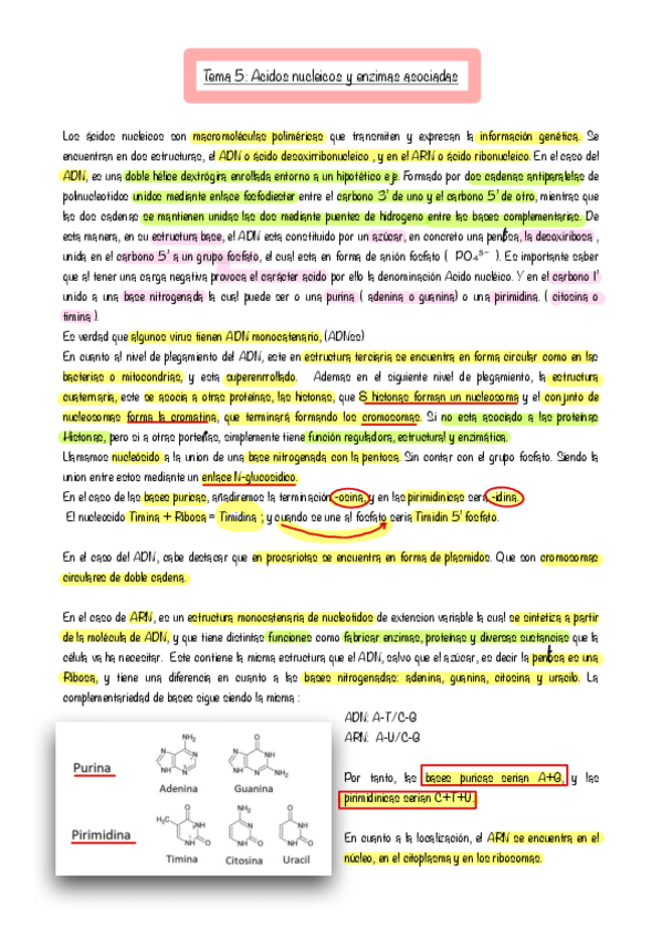 Miniatura del documento tema 5 ácidos nucleicos subrayado