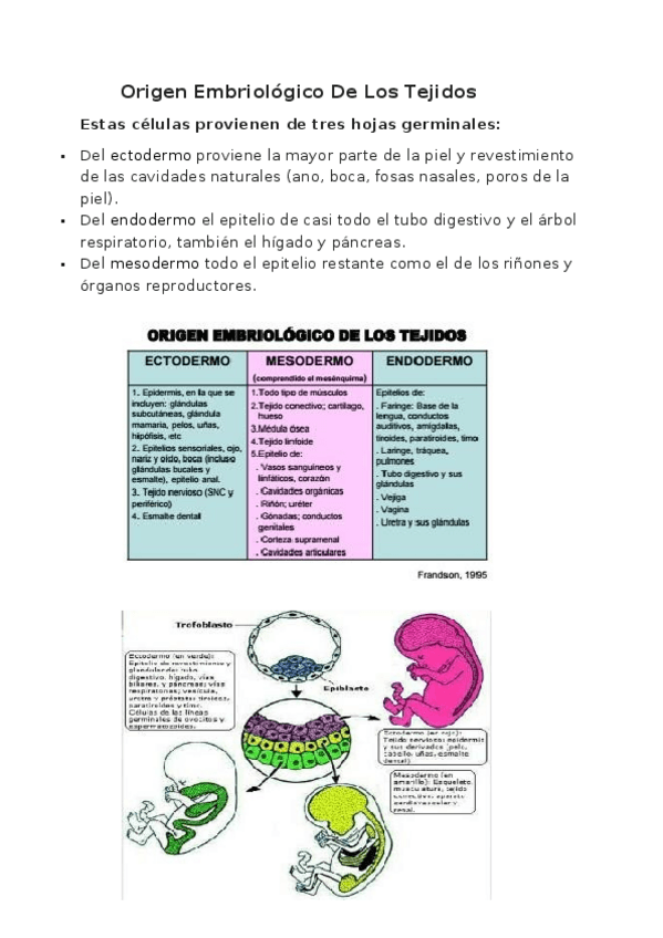 Miniatura del documento EPITELIO.docx