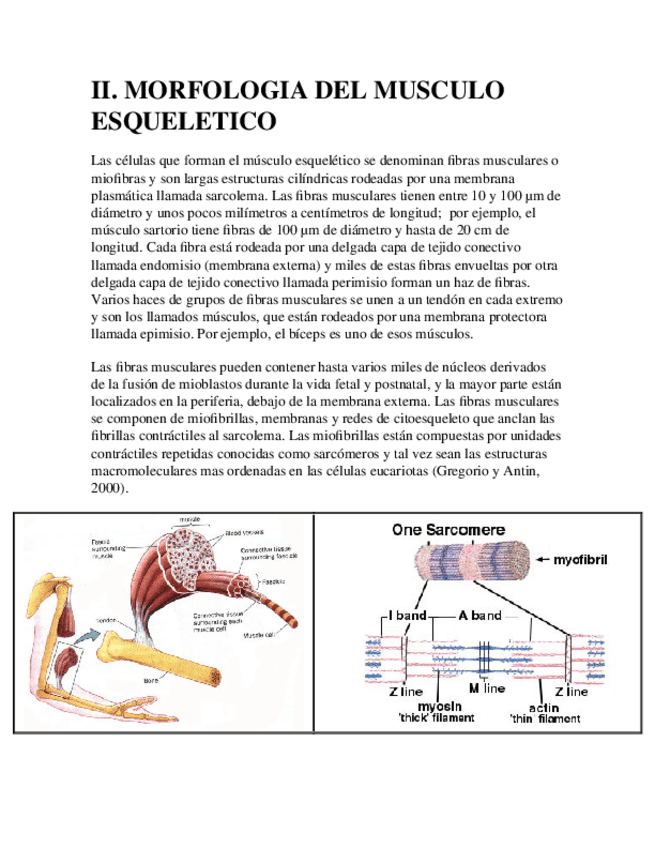 Miniatura del documento MUSCULOS-GRAL217.docx