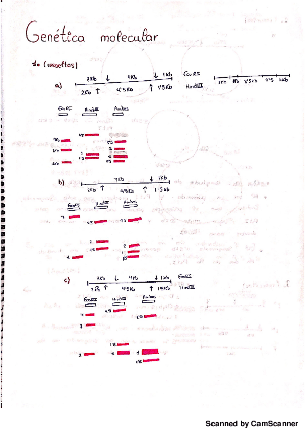 Miniatura del documento Apuntes de practicas y ejercicios.pdf