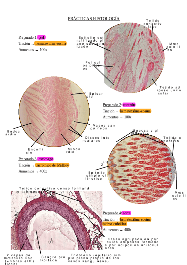 Miniatura del documento Practicas-histologia-correjido.pdf