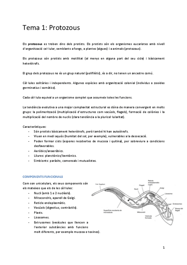 Miniatura del documento APUNTES-1er-SEM-ZOO.pdf