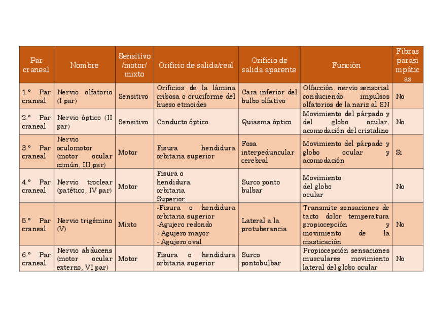 Miniatura del documento 8-PARES-CRANEALES.pdf