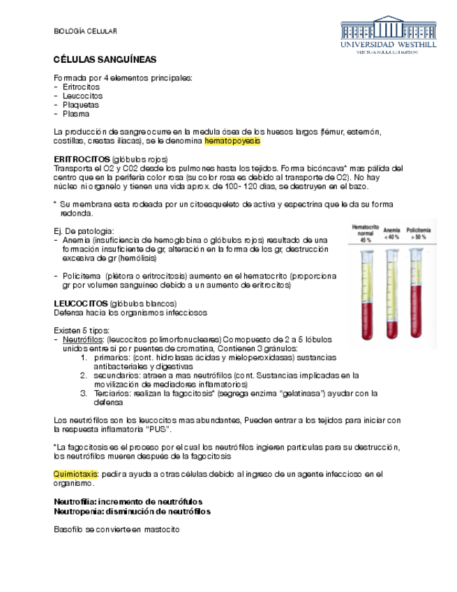 Miniatura del documento HEMATOPOYESIS-Y-COMPOSICION-SANGUINEA-BIOLOGIA-CELULAR.pdf
