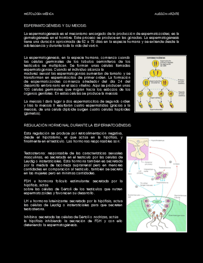 Miniatura del documento ESPERMATOGENESIS.pdf