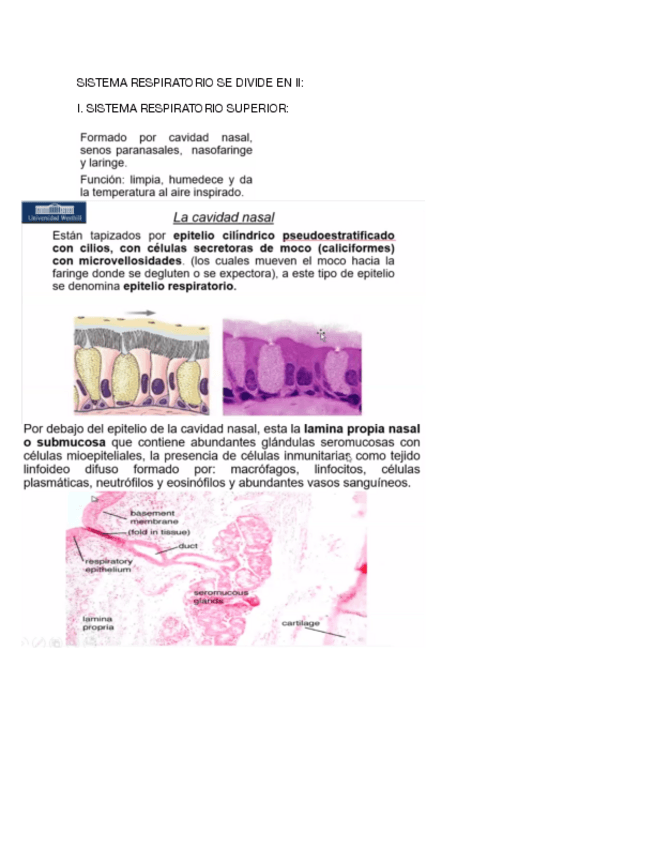 Miniatura del documento SISTEMA-RESPIRATORIO-BIOLOGIA-CELULAR.pdf