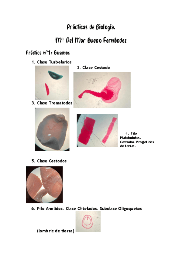 Miniatura del documento Practicas-de-Biologia.pdf