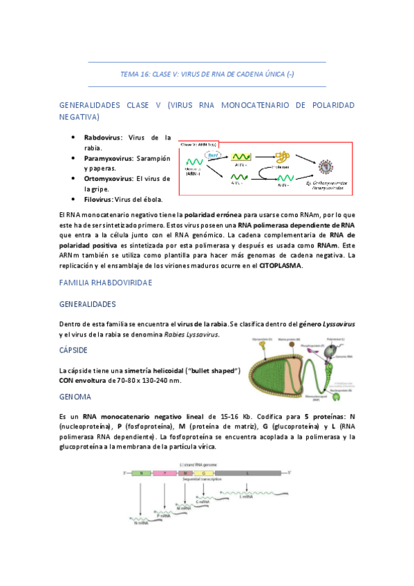 Miniatura del documento TEMA-16-CLASE-V-VIRUS-DE-RNA-DE-CADENA-UNICA-NEGATIVA.pdf