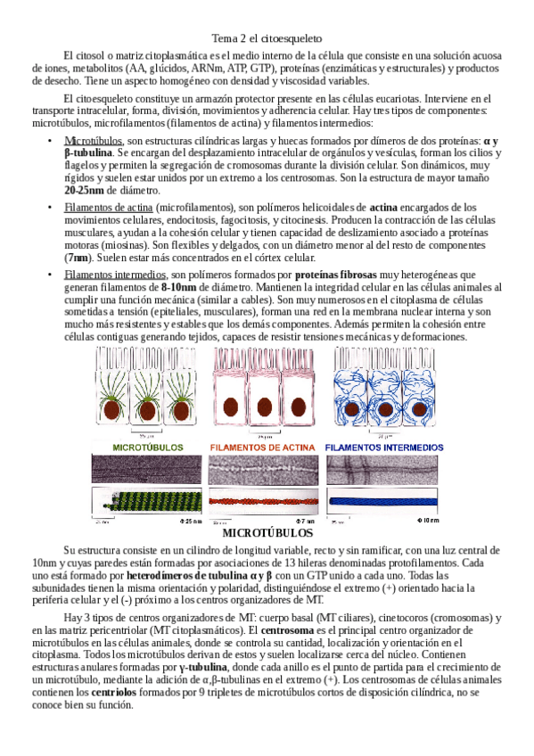 Miniatura del documento Tema-2-el-citoesqueleto.pdf