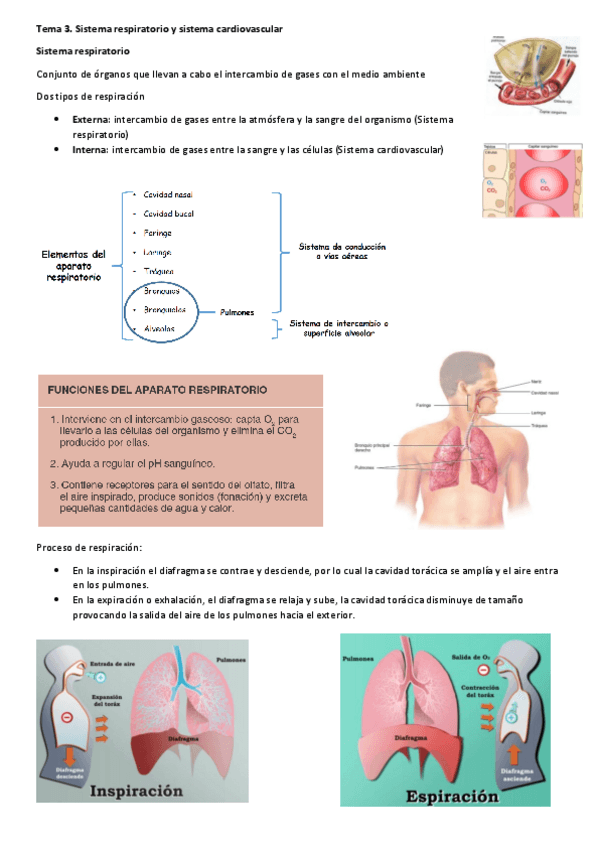 Miniatura del documento Tema-3.pdf