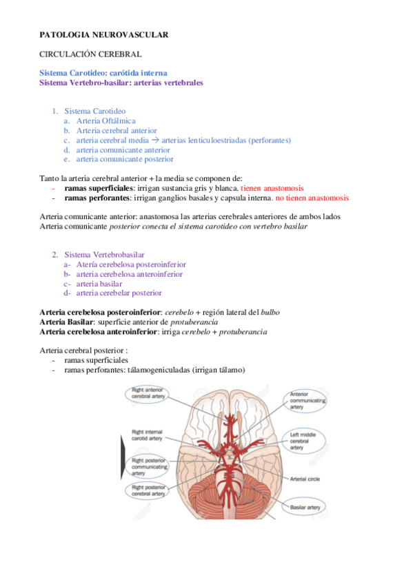 Miniatura del documento Neurology-Lesson-11-notes.pdf
