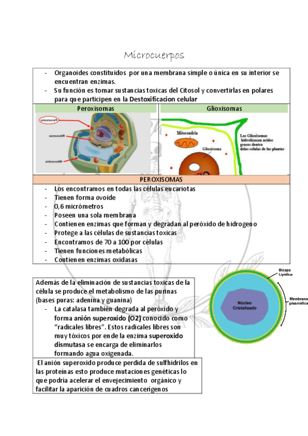 Miniatura del documento Microcuerpos.pdf