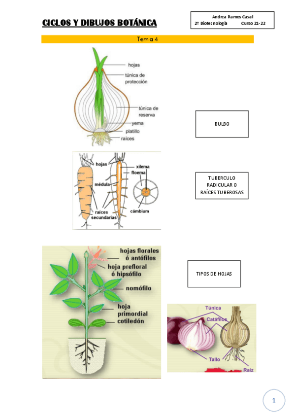 Miniatura del documento CICLOS-Y-DIBUJOS-BOTANICA.pdf