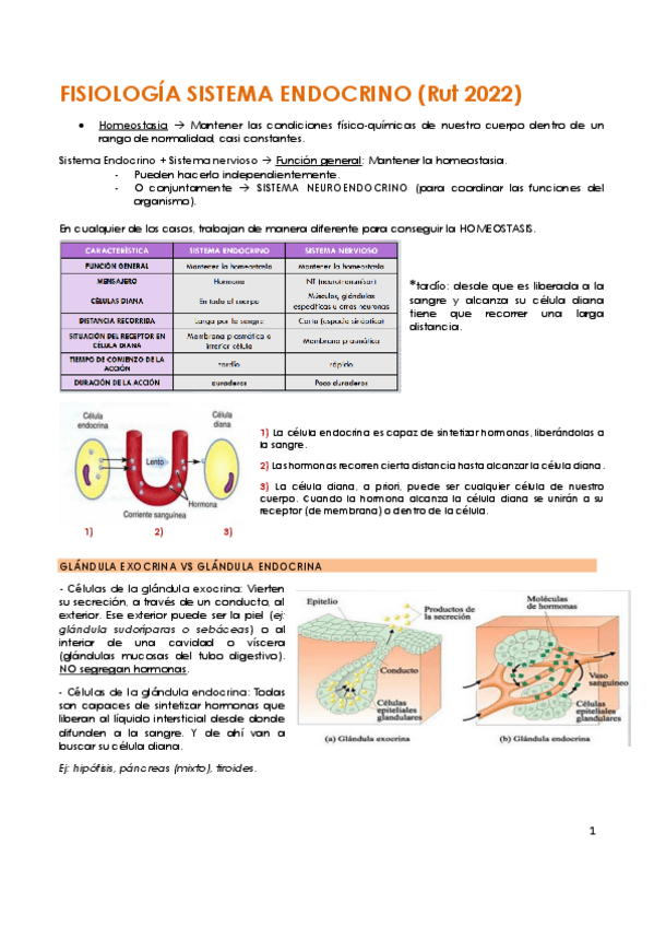 Miniatura del documento apuntes-endocrino-rut.pdf