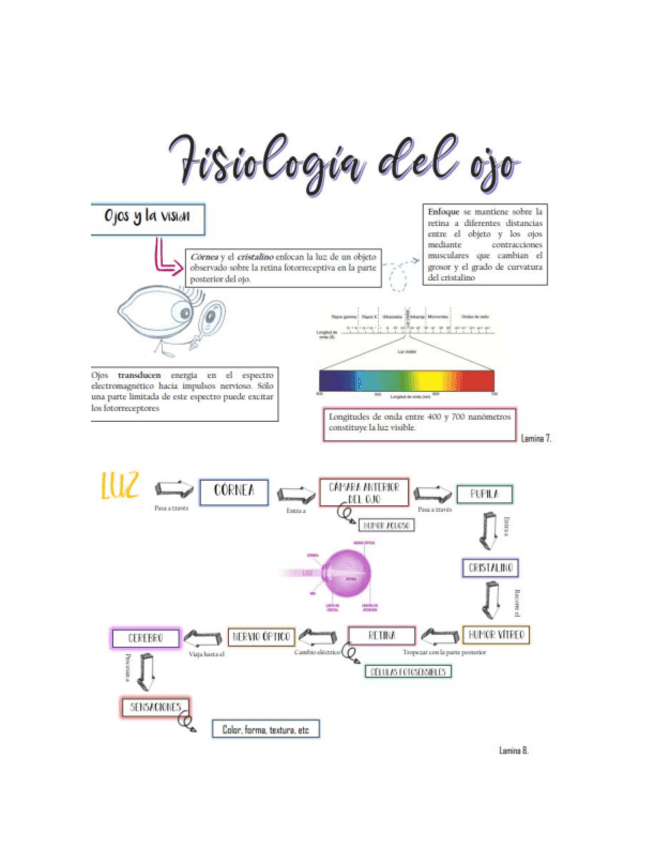 Miniatura del documento fisiologia-del-ojooo.pdf