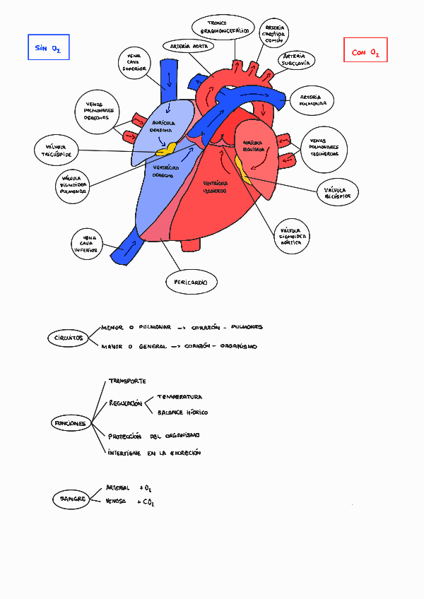 Miniatura del documento Tema-6-Muestras-de-sangre.pdf