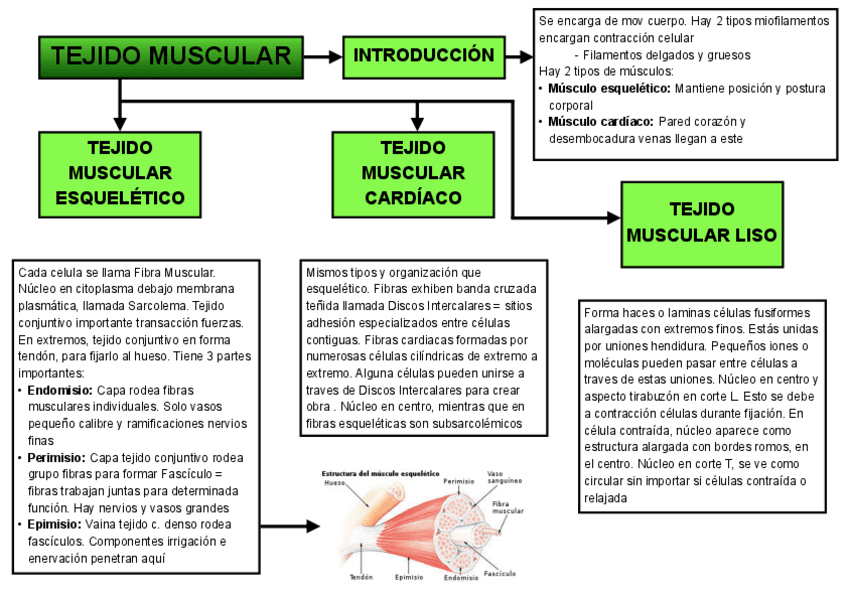 Miniatura del documento tejido-muscular-mapa-conceptual.pdf