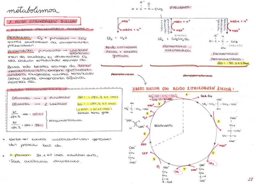 Miniatura del documento METABOLISMOA.pdf