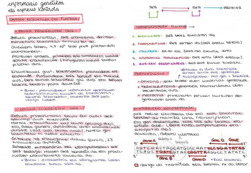Miniatura del documento GENEEN-ESTRUKTURA-ETA-FUNTZIOA.pdf