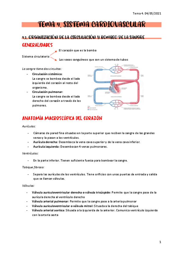 Miniatura del documento Apuntes-sistema-cardiovascular.pdf